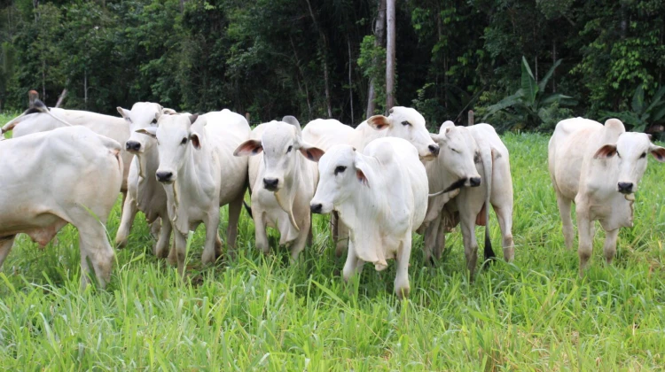 Idam divulga pesquisa anual com preços de produtos agrícolas