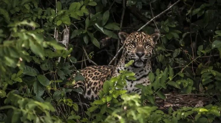 Pesquisadores testam IA para evitar mortes de animais em rodovias